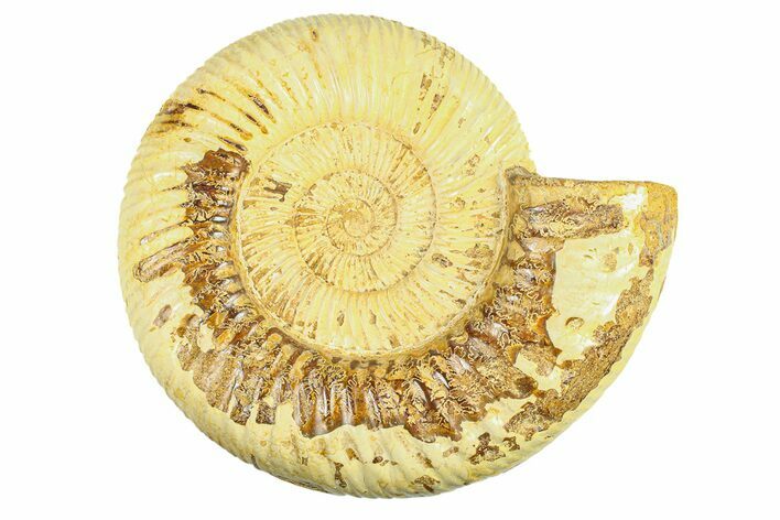 Polished Jurassic Ammonite (Kranosphinctes) - Madagascar #293939